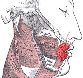 FISIOTERAPIA:  PRINCIPALES PATOLOGÍAS DE MÚSICOS DE ORQUESTA SEGÚN INSTRUMENTO