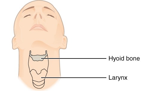 Hueso hioides: anatomía y función