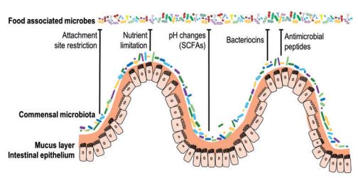 microbiota_intestinal